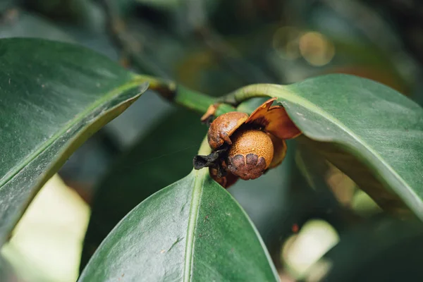 Mangoustan une reine de fruits sur le mangoustan — Photo