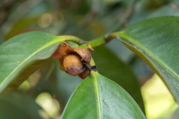 Mangoustan une reine de fruits sur le mangoustan — Photo