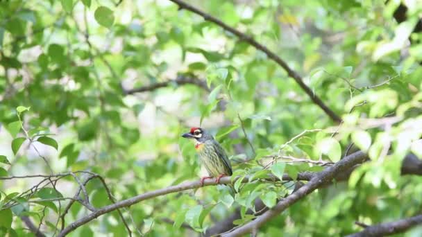 Uccello Coppersmith Barbet Crimson Breasted Barbet Coppersmith Megalaima Haemacephala Giallo — Video Stock