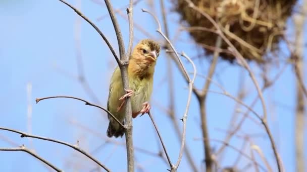 Vogel Asiatischer Goldweber Baby Oder Jungvogel Ist Allgemeinen Leuchtend Gelb — Stockvideo