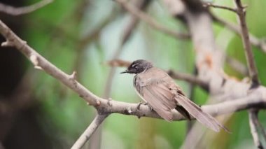Bir ağaç vahşi doğada kuş (Malezya tarihimin alaca, Rhipidura javanica) siyah ve beyaz renk tünemiş