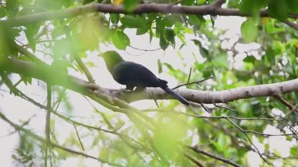 Burung Koel Asia Eudynamys Scolopaceus Jantan Berwarna Kebiruan Hitam Mengkilap — Stok Video