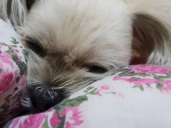 Hond zoete slaap voor ontspannen op bed huisdieren tijdens het reizen — Stockfoto