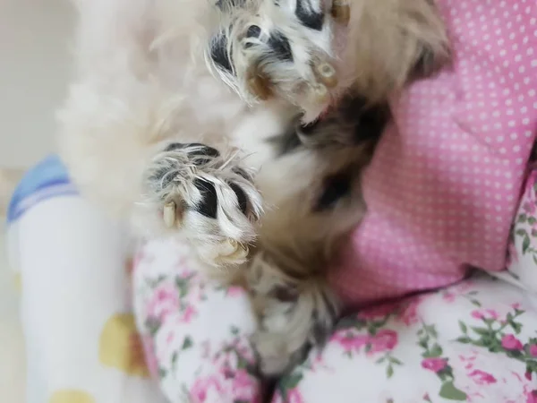 Собака сладкий сон для отдыха на кровати домашних животных во время путешествия — стоковое фото