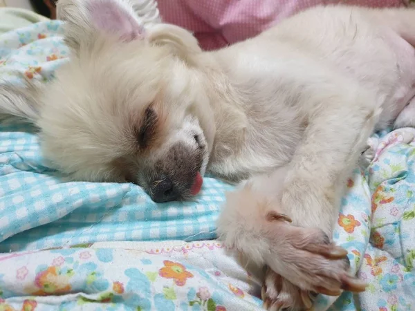 Dog sweet sleep for relax on bed pets when travel — Stock Photo, Image