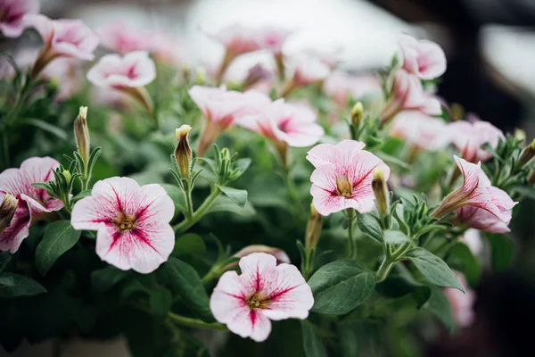 Çiçek (Petunia) bahçede pembe renk — Stok fotoğraf