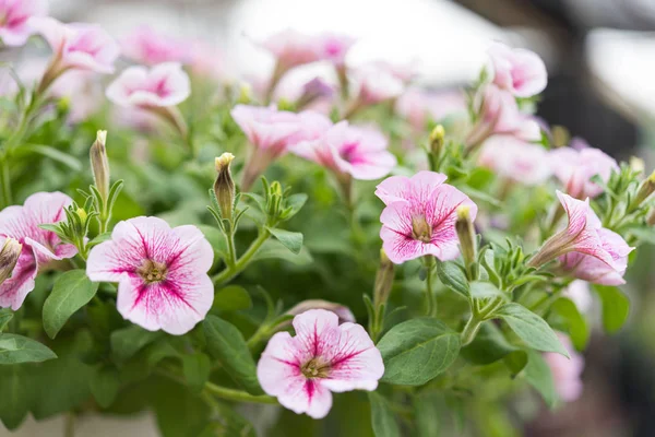 Çiçek (Petunia) bahçede pembe renk — Stok fotoğraf