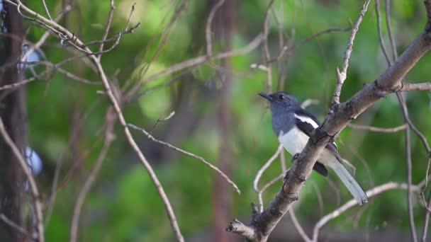 Pájaro Urraca Robin Oriental Copsychus Saularis Hembra Color Negro Gris — Vídeos de Stock