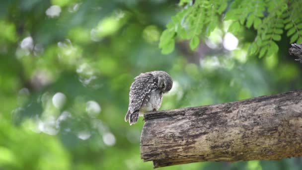 Bird (Spotted owlet, Athene brama, Owl) brown, black and white color perched on a tree in a nature wild