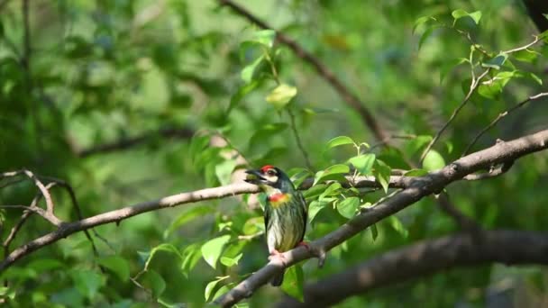 Uccello Coppersmith Barbet Crimson Breasted Barbet Coppersmith Megalaima Haemacephala Giallo — Video Stock