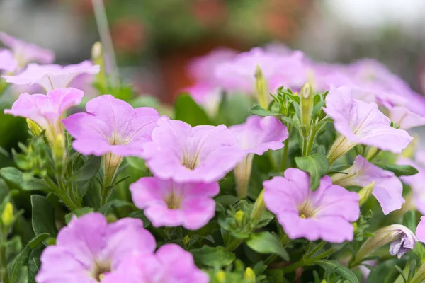 Blomma (Petunia) violett fÃ ¤rg i trÃ ¤dgÃ ¥rden — Stockfoto