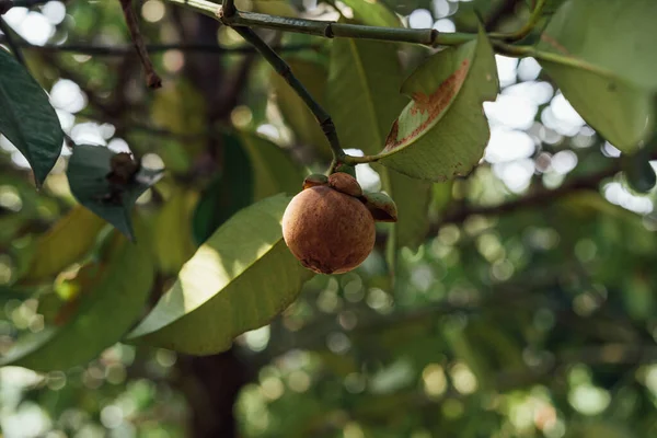 Mangosteen een koningin van fruit op Mangosteen boom — Stockfoto