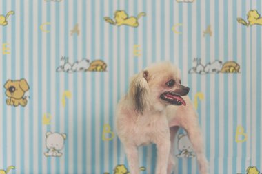 Köpek çok sevimli ayakta kanepede bir şey bakıyor