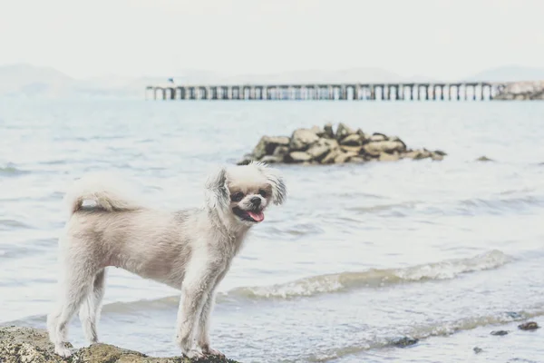 Perro feliz diversión en la playa rocosa cuando viaja en el mar — Foto de Stock