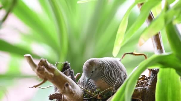 鸽子或消除歧义 鸽子和鸽子是母鸟孵卵在鸟巢在自然野生的树上 — 图库视频影像