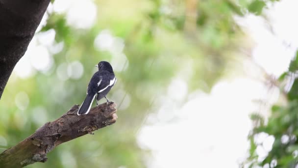 野生の自然の木に腰掛け鳥 東洋カササギ ロビンについては Saularis 男性の黒と白の色 — ストック動画