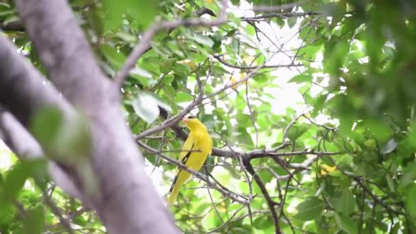 野生の自然の木に腰掛け鳥 コウライウグイス Oriolus Chinensi イエロー色 — ストック動画