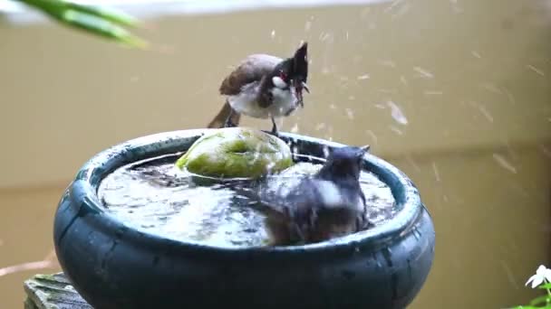 Vogel Red Snorharen Bulbul Pycnonotus Jocosus Rood Snorharen Bulbul Ongeveer — Stockvideo