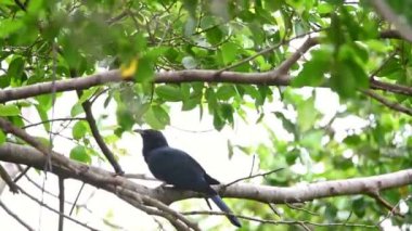 Kuş (Asya guguk, Eudynamys scolopaceus) erkek parlak mavimsi-soluk yeşilimsi gri fatura gözü ile siyah, koyu kırmızı, ve gri bacakları ve ayakları vahşi doğada ağaca tünemiş