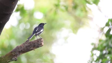 Bir ağaç vahşi doğada kuş (oryantal Saksağan-robin ya da Copsychus saularis) erkek siyah ve beyaz renk tünemiş