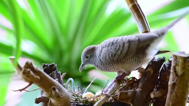 Vogel Taube Taube Oder Zweideutigkeit Tauben Und Tauben Ist Muttervogel — Stockvideo