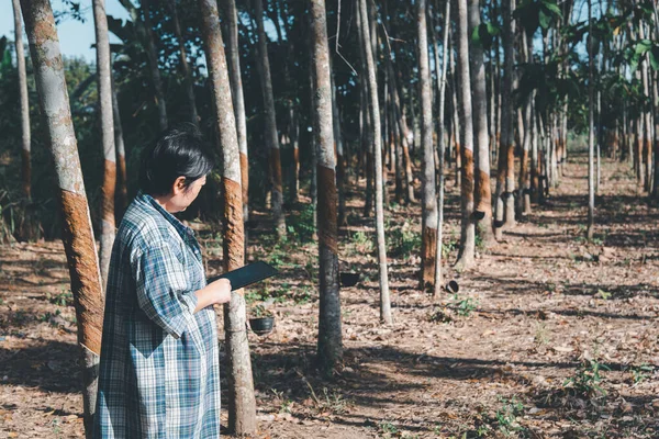 Mujer Asiática Agricultora Inteligente Feliz Una Plantación Árboles Caucho Con —  Fotos de Stock