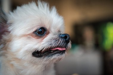 Köpekler Shih-Tzu, Pomeranian ve Kaniş ile çok tatlı melezler. Tatil seyahatlerinde ilginç bir şeyler arıyorlar ve bekliyorlar.