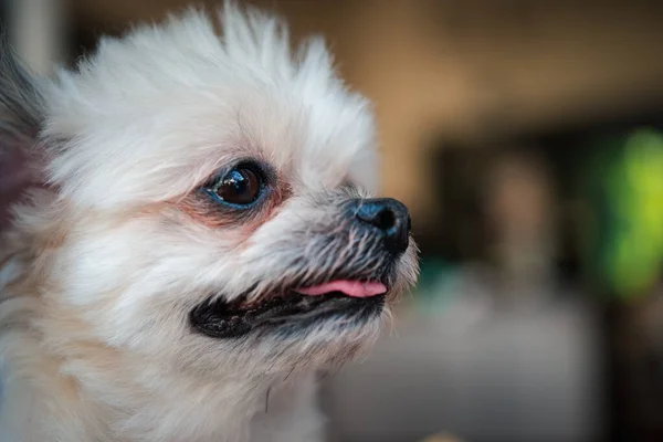 Pes Tak Roztomilé Smíšené Plemeno Shih Tzu Pomeranian Pudl Hledá — Stock fotografie