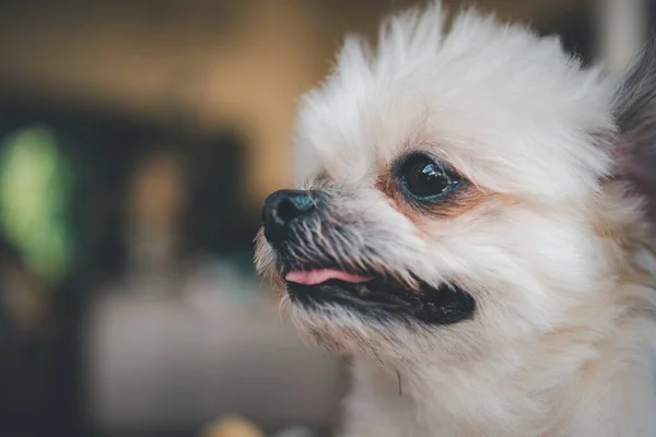 Pes Tak Roztomilé Smíšené Plemeno Shih Tzu Pomeranian Pudl Hledá — Stock fotografie