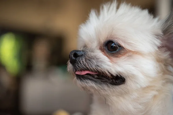 犬ので かわいい混合品種とShih Tzu Pomeranianとプール休暇旅行時に興味を持って何かを探して待っています — ストック写真