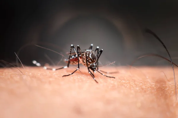 Macro Mosquito Aedes Aegypti Sugando Sangue Perto Pele Humana Mosquito — Fotografia de Stock
