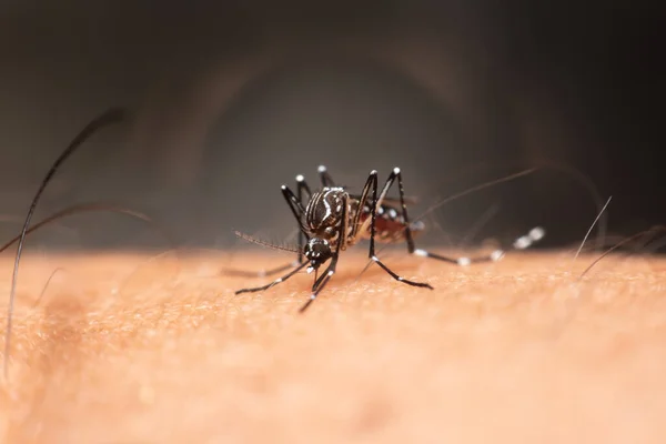 Makró Szúnyog Aedes Aegypti Szívó Vér Közeli Emberi Bőrön Szúnyog — Stock Fotó
