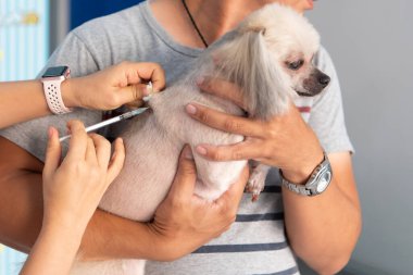 Veterinerlik kliniğinde yapılan muayene sırasında kuduz ve kene kaynaklı hastalıklara karşı köpek ya da diğer hayvanlara aşı yapılır.