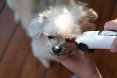 Bakım ve saç kesimi bej köpek kürkü çok şirin bir cins. Shih-Tzu, Pomeranian ve Fino 'yla insan tarafından evcil hayvan dükkanında ya da evcil hayvan kuaföründe kesiciyle karıştırılmış.
