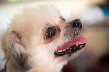 Köpekler Shih-Tzu, Pomeranian ve Kaniş ile çok tatlı melezler. Tatil seyahatlerinde ilginç bir şeyler arıyorlar ve bekliyorlar.
