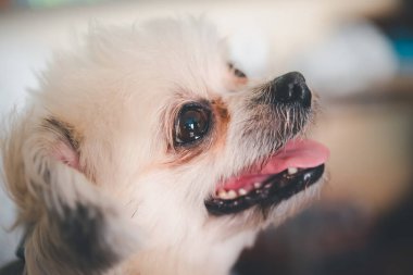 Köpekler Shih-Tzu, Pomeranian ve Kaniş ile çok tatlı melezler. Tatil seyahatlerinde ilginç bir şeyler arıyorlar ve bekliyorlar.