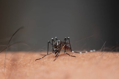 Sivrisinek Makro 'su (Aedes aegypti) insan derisine kan emiyor. Sivrisinek Sıtma, Ensefalit, Dang ve Zika virüsü taşıyıcısıdır.