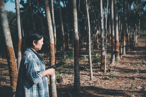Mujer Asiática Agricultora Inteligente Que Trabaja Plantación Árboles Caucho Con — Foto de Stock