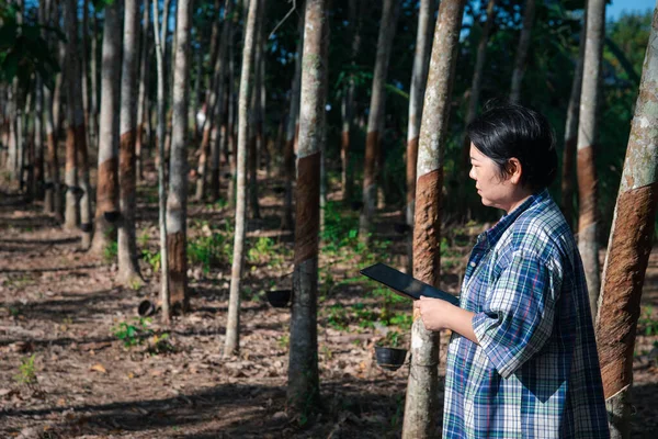 Mujer Asiática Agricultora Inteligente Que Trabaja Plantación Árboles Caucho Con — Foto de Stock