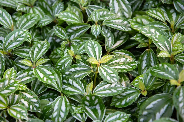 緑の背景 緑の自然植物と葉の環境緑の概念 — ストック写真