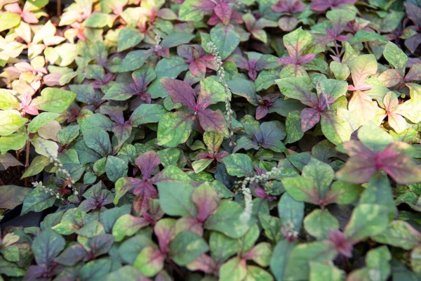 Groene Achtergrond Groene Kleur Van Natuur Plant Blad Milieu Groen — Stockfoto