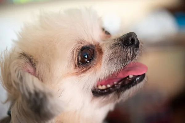 Cão Raça Tão Bonito Misto Com Shih Tzu Pomeranian Poodle — Fotografia de Stock