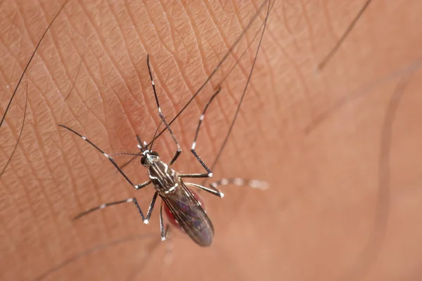 Macro Mosquito Aedes Aegypti Chupando Sangre Cerca Piel Humana Mosquito — Foto de Stock