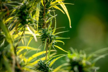 Yeşillik arkaplan, doğanın yeşil rengi bitki ve yaprak çevresi yeşillik bitki kavramı (kenevir)