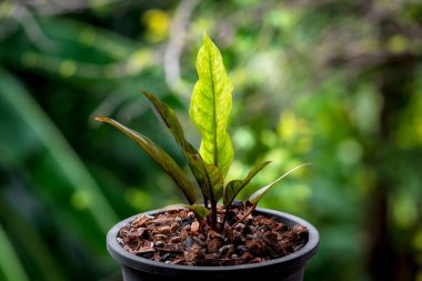 Yeşillik arkaplan, Anthurium Rönesans Değişken, doğa bitkisinin yeşil rengi ve yaprak çevresi konsepti