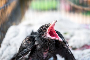 Kuş (Asya koeli, Eudinnamys scolopaceus) yavru kuş ya da yavru kuş (yuvalanan) vahşi bir doğada bir ağaçta beslenen ayağı bekler.
