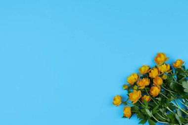 Trollius europaeus, yerçiçeği, güzel sarı ranunculus çiçekleri. Parlak çiçek tomurcukları desenleri ve metin için bir sürü kopya alanı olan kompozisyonu kapat. Üst görünüm.