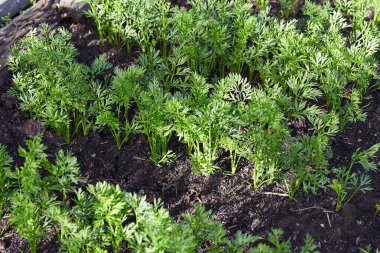 Genç havuçlardan bir yatak, yakın plan.