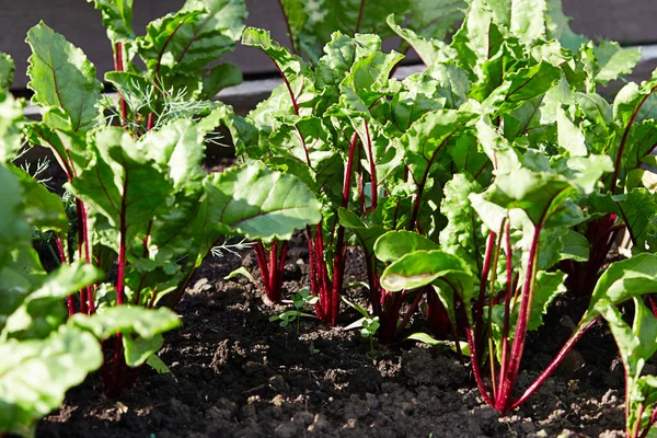 Garden Bed Young Beets Row Green Young Beet Leaves Grows Stock Image