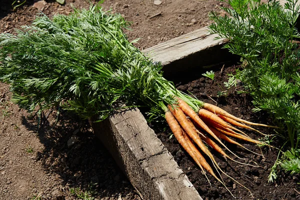 Fresh young carrots in the garden